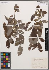 Foto von Salix cinerea L.